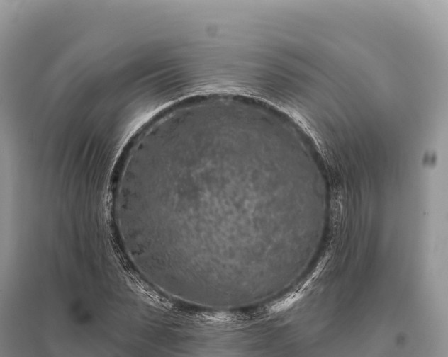 X0000096170879200801251148