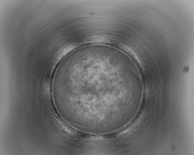 X0000096170882200801251148