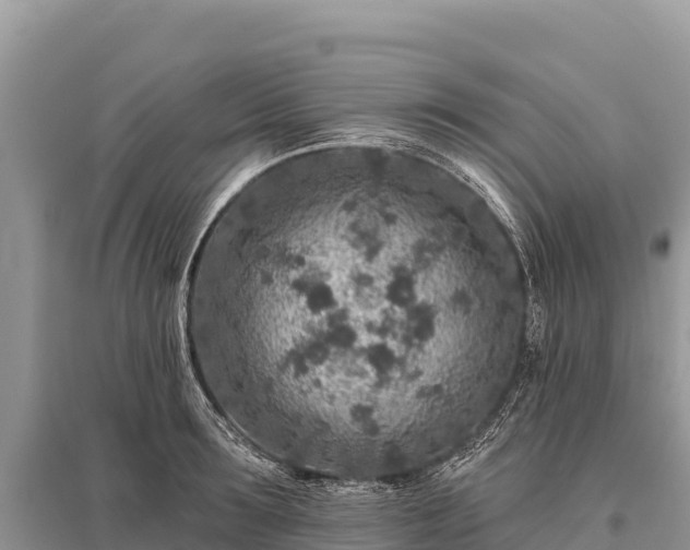 X0000096170899200801251148