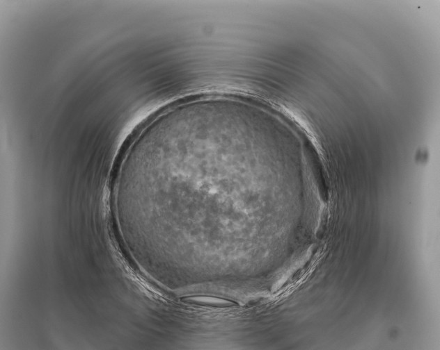 X0000096170928200801251147