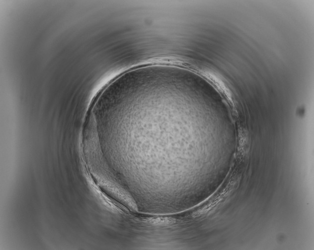 X0000096170952200801251147