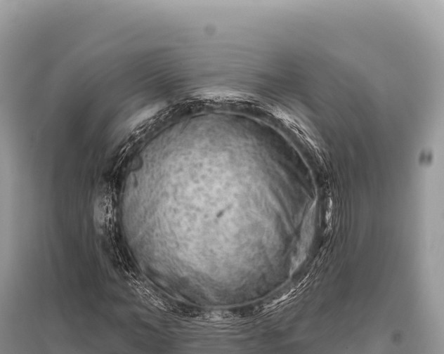 X0000096170966200801251147