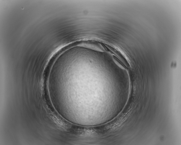 X0000096170975200801251147