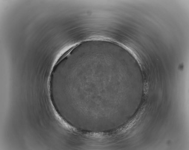 X0000096170995200801251146