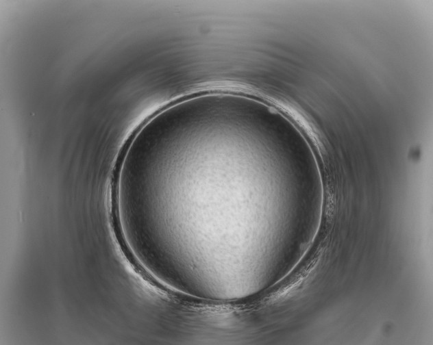 X0000096170999200801251146