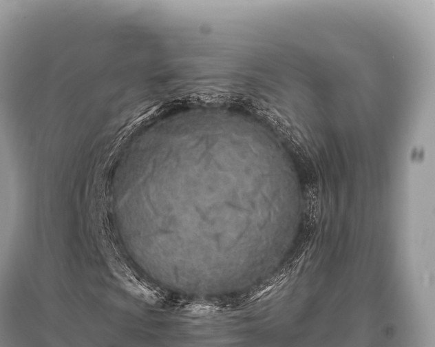 X0000096171009200801251146