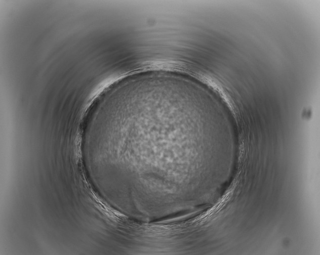 X0000096171019200801251146