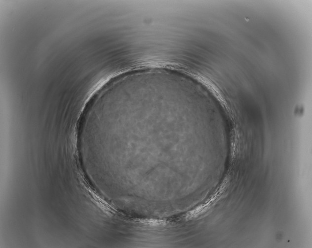 X0000096171023200801251146