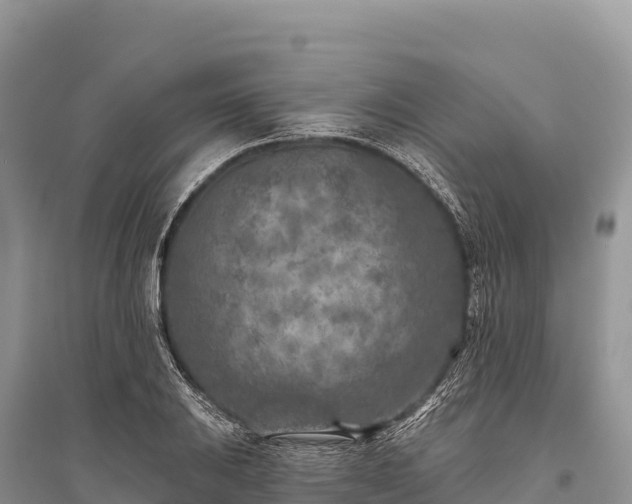 X0000096171031200801251146