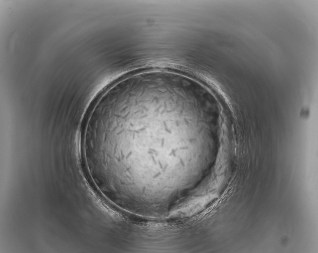 X0000096171032200801251146