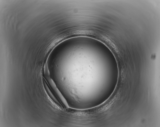 X0000096171033200801251146