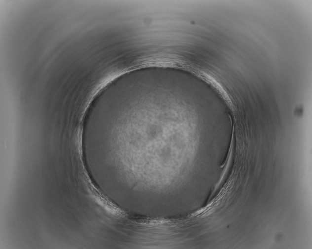 X0000096171035200801251146