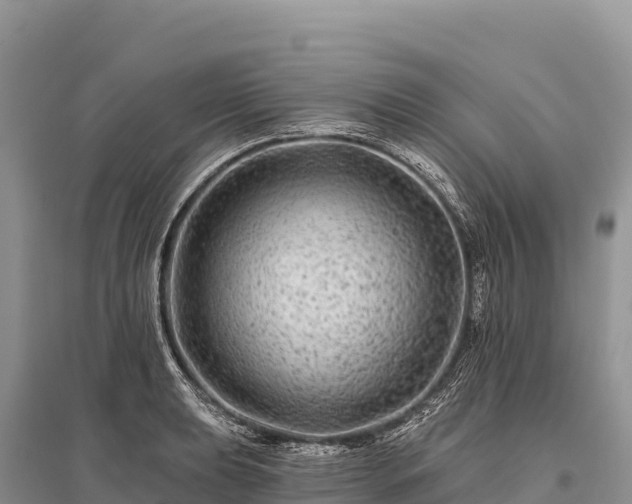 X0000096171039200801251146