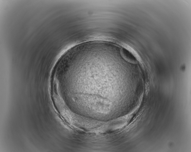 X0000096171043200801251146