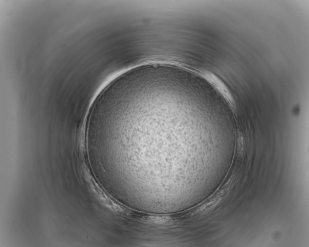 X0000096171052200801251146