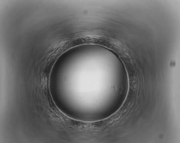 X0000096171061200801251145