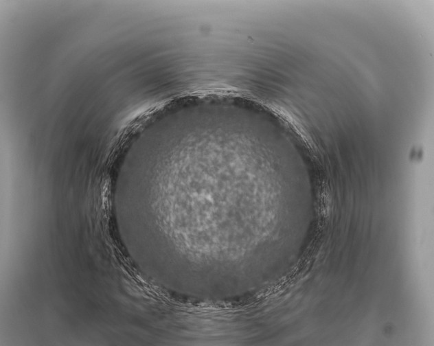 X0000096171063200801251145