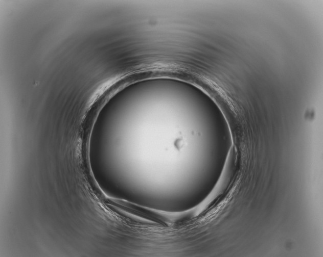 X0000096171066200801251145