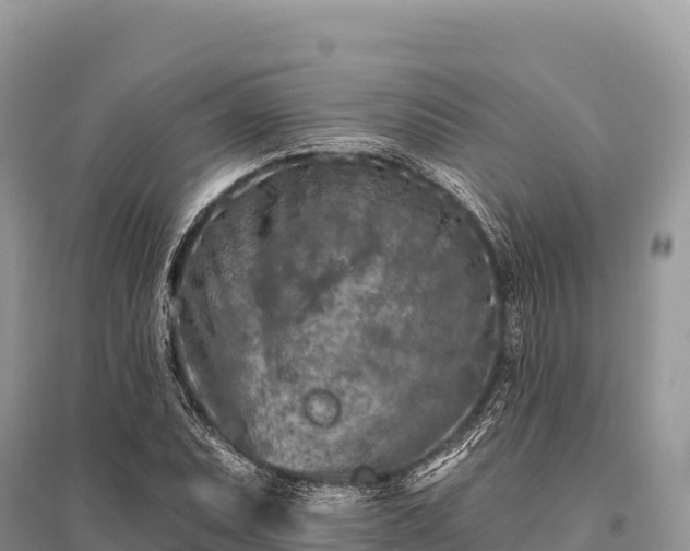 X0000096171071200801251145