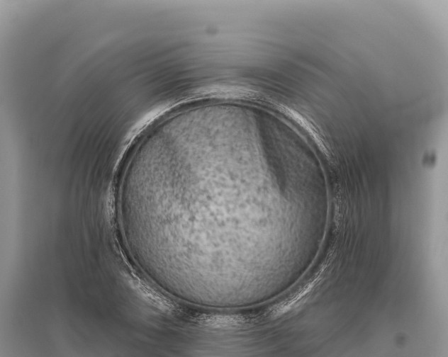 X0000096171074200801251145