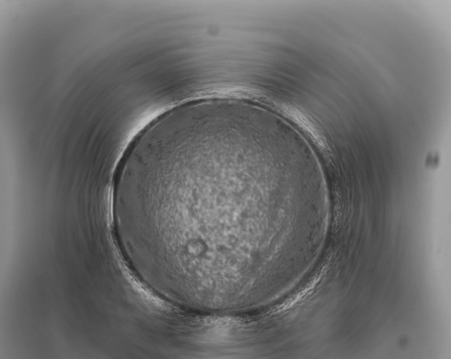 X0000096171079200801251145