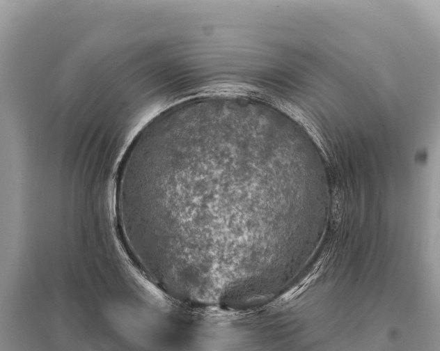 X0000096171083200801251145