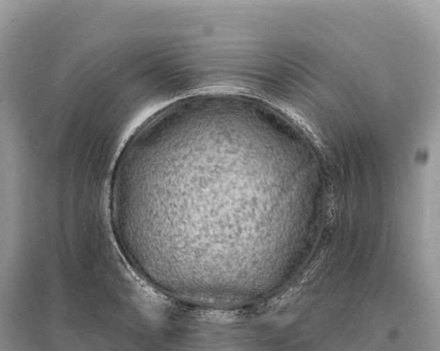 X0000096171086200801251145