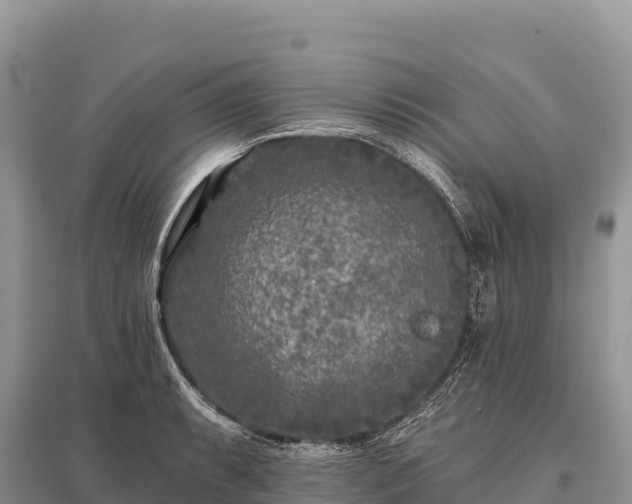 X0000096171087200801251145