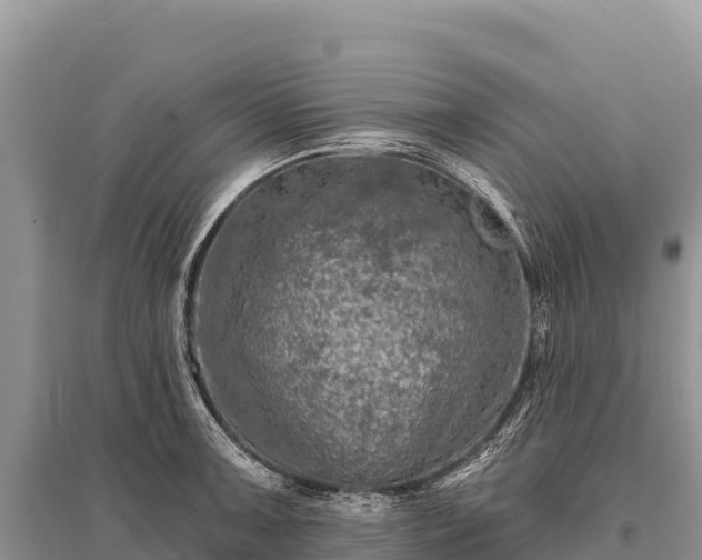 X0000096171091200801251145