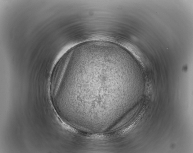 X0000096171094200801251145