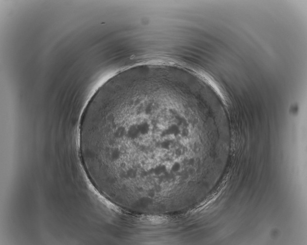 X0000096171095200801251145