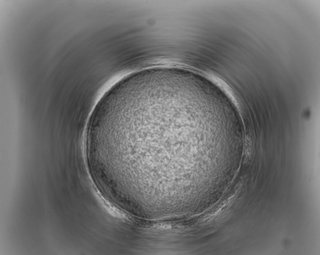 X0000096171098200801251145