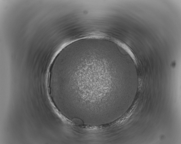 X0000096171099200801251145