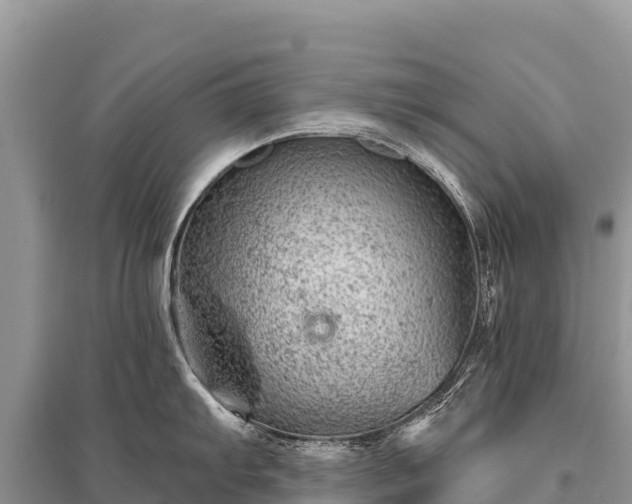 X0000096171103200801251145