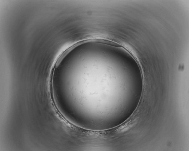 X0000096171104200801251145