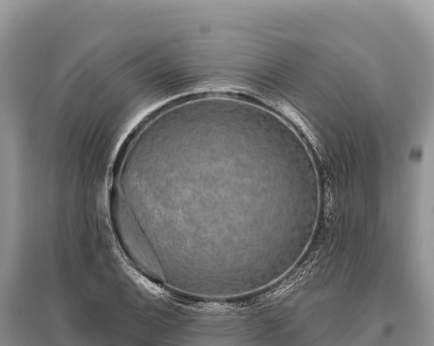 X0000096171124200801251144