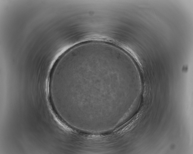 X0000096171128200801251144