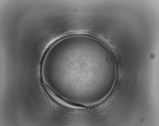 X0000096171174200801251144