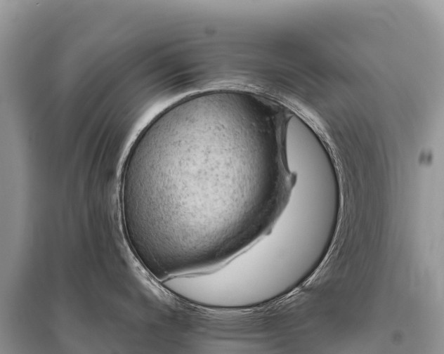 X0000096171200200801251143