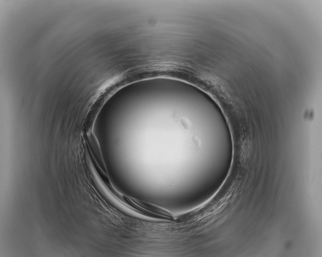 X0000096171210200801251142