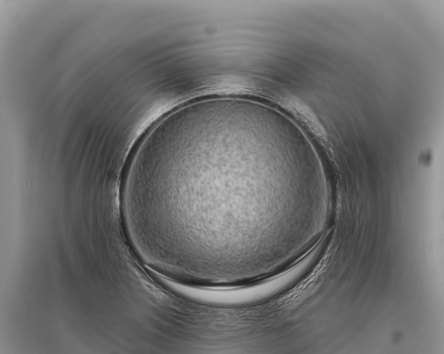 X0000096171226200801251143