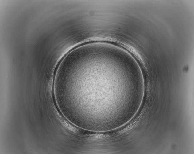 X0000096171228200801251143