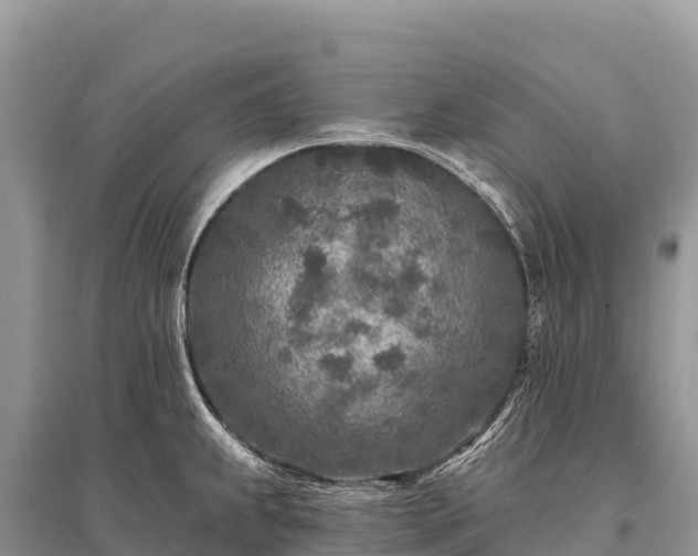 X0000096171239200801251143