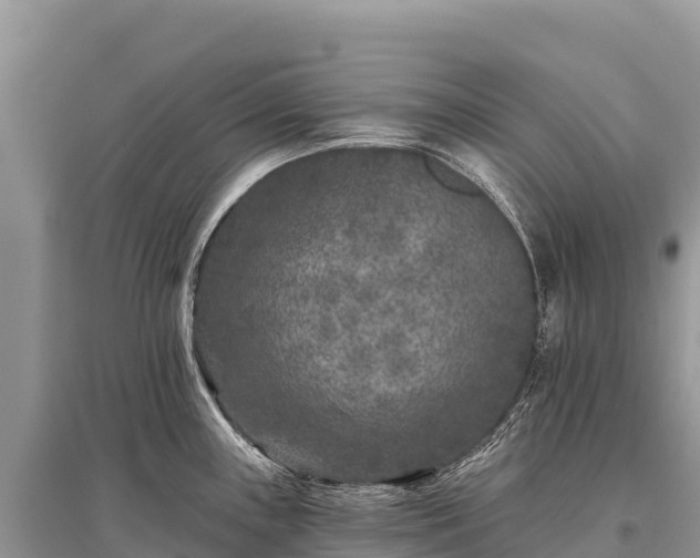 X0000096171243200801251143