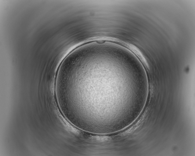 X0000096171244200801251143