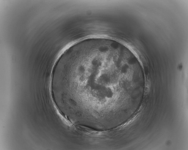 X0000096171245200801251143