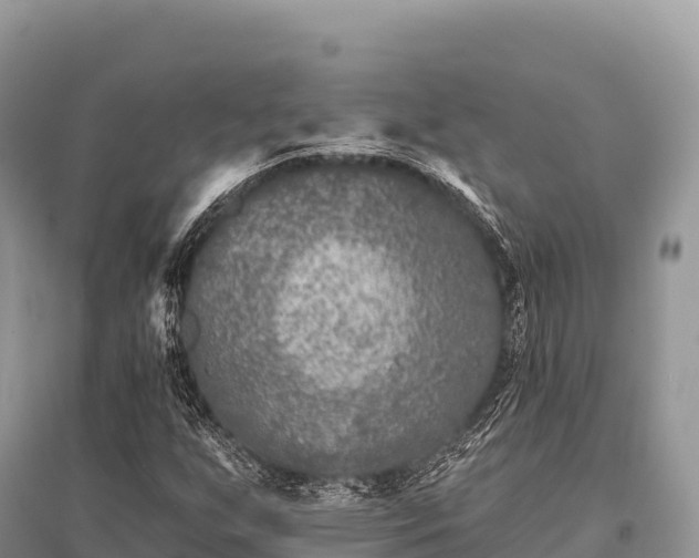 X0000096171255200801251142