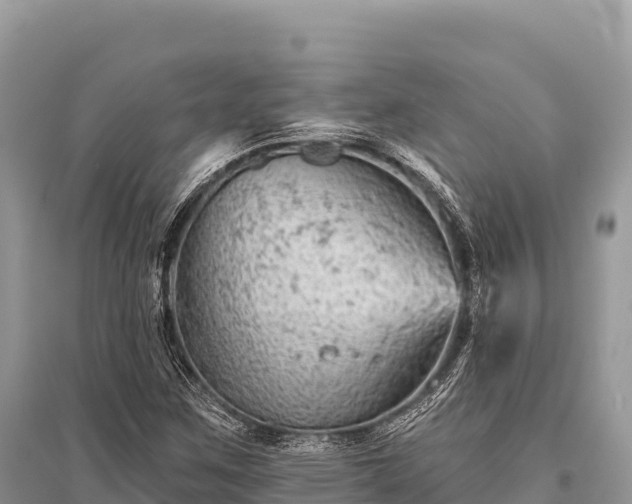 X0000096171259200801251142