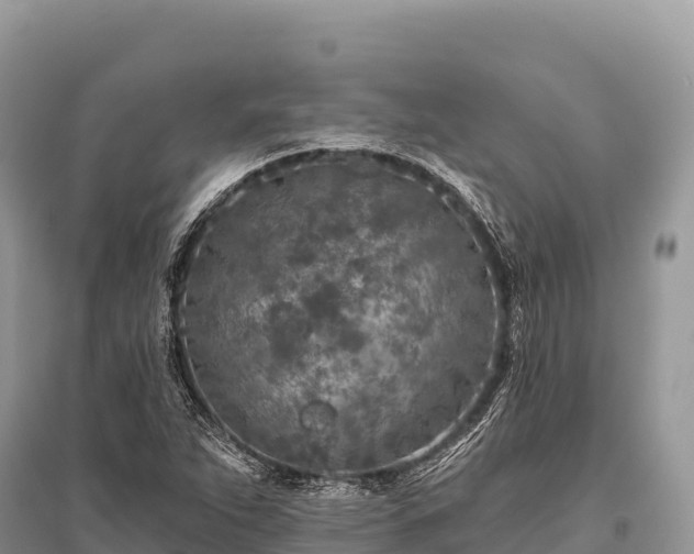 X0000096171263200801251142