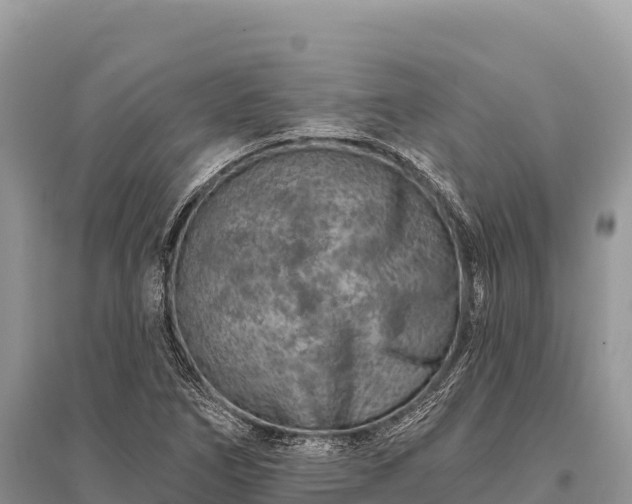 X0000096171266200801251142